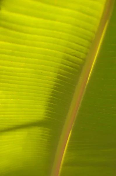 Folhas Banana Jardim Folhas Banana Verde — Fotografia de Stock