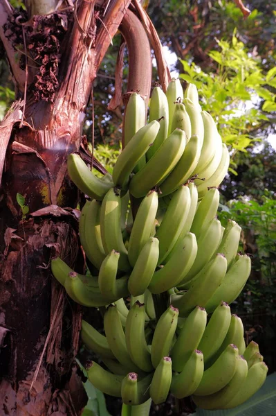 Plátanos Árbol Jardín —  Fotos de Stock