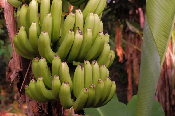 Plátanos Árbol —  Fotos de Stock