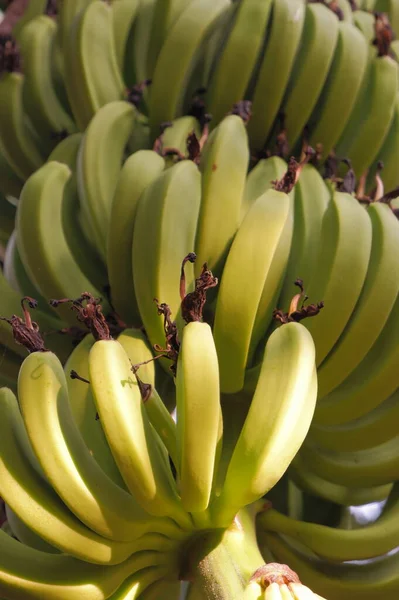 Árbol Plátano Con Plátanos Verdes —  Fotos de Stock
