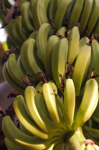 Ramo Plátanos Árbol —  Fotos de Stock