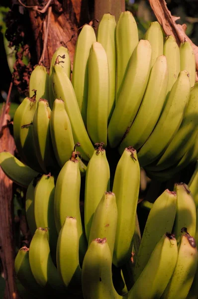 Banánový Strom Zahradě — Stock fotografie