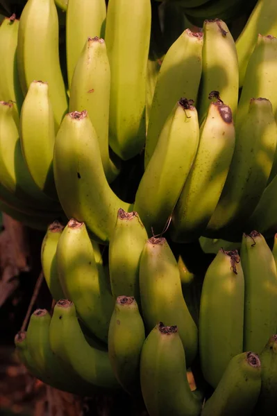 Mucchio Banane Verdi Giardino — Foto Stock