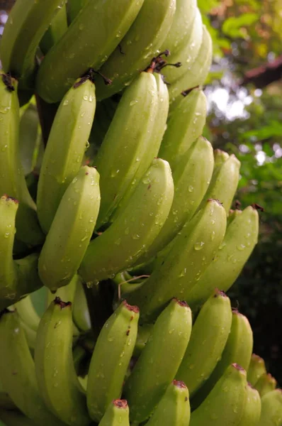 Plátanos Verdes Jardín —  Fotos de Stock