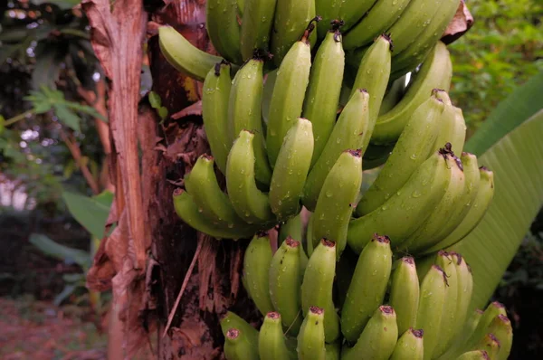 Árbol Plátano Con Plátanos —  Fotos de Stock