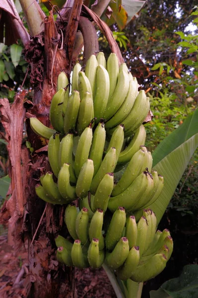 Plátano Jardín —  Fotos de Stock