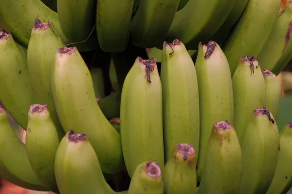 Banda Bananów Ogrodzie Zdjęcia Stockowe bez tantiem