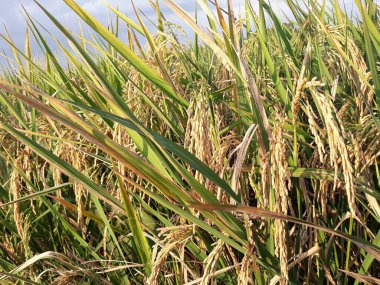 Pirinç alan kırsal