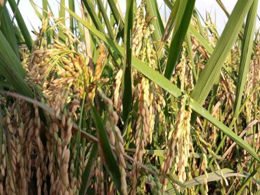 Ağaçlı yeşil pirinç tarlası