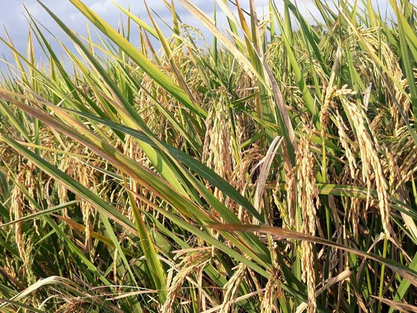 Pirinç Alan Kırsal — Stok fotoğraf