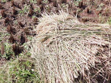 Bahçedeki kuru otlar