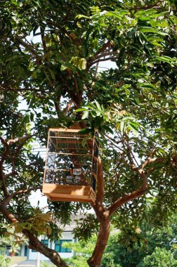 Kuş kafesi, kuş kafesi