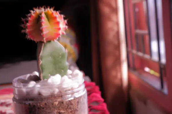 Beautiful Cactus Pot — Stock Photo, Image
