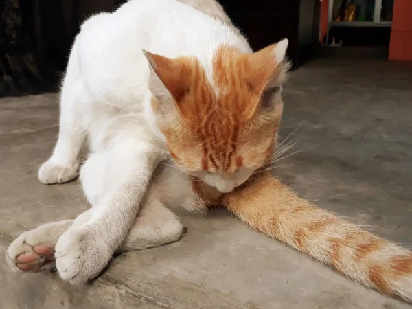 Katze Auf Dem Boden Liegend — Stockfoto