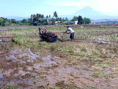 alanlar, bali, Endonezya pirinç