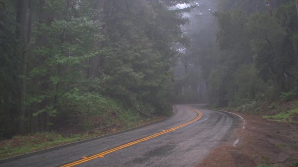 森林树冠上迷雾蒙蒙的细雨 — 图库视频影像