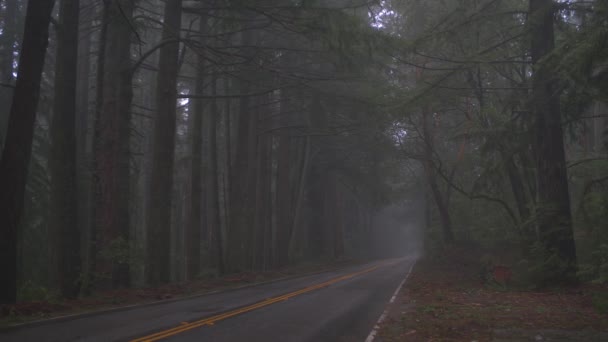 Misty Πρωί Ντους Δάσος Στην Αυγή — Αρχείο Βίντεο