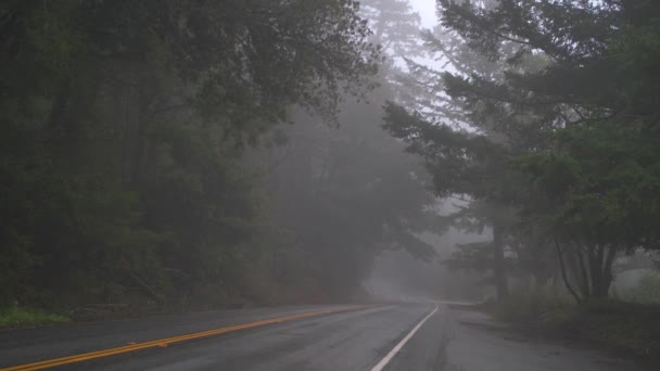 茂密的森林 在青翠中的细雨 — 图库视频影像
