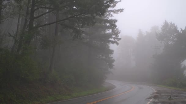 森の中の何かの霧雨 — ストック動画