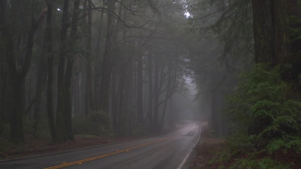 静かな環境の中の森の霧雨 — ストック動画