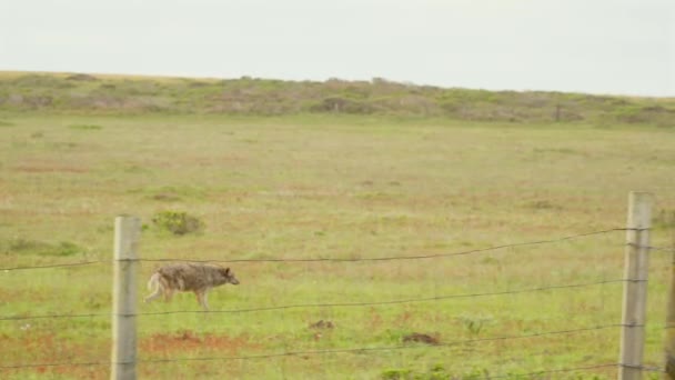 Erleben Sie Die Ungezähmte Energie Eines Laufenden Kojoten — Stockvideo