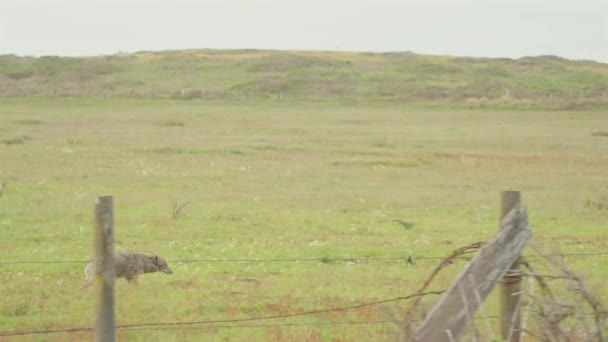 Experimenta Energía Indómita Coyote Corriendo — Vídeo de stock