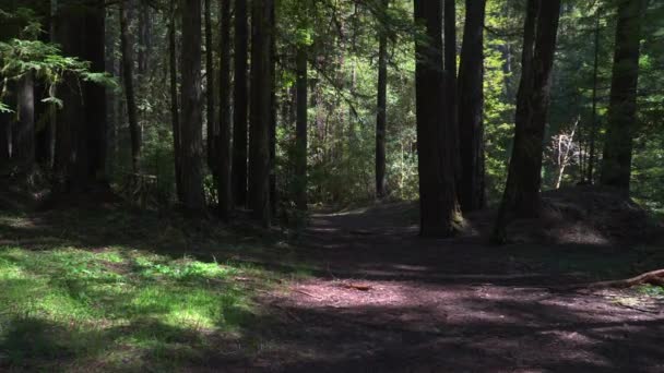 夏の雨の後の暗い森 — ストック動画