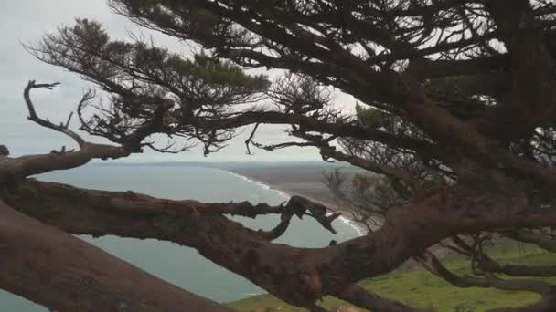 Μια Εμπειρία Cypress Valley — Αρχείο Βίντεο