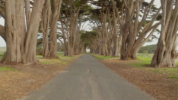 Bir Cypress Vadisi Deneyimi — Stok video