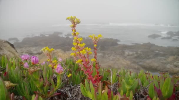Furia Del Pacífico Desatada Viaje Través Niebla Épica Olas Poderosas — Vídeos de Stock