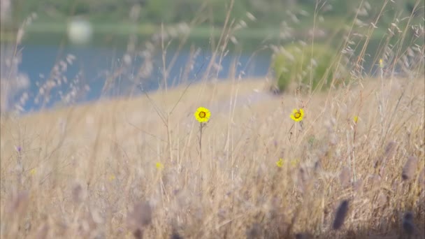 湖の朝の至福 山の湖が黄色い畑と繊細な花の海の中で息をのむような反射を映している霧の朝の魔法を体験してください — ストック動画