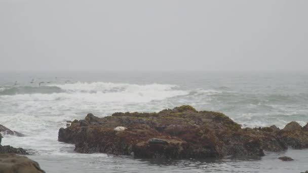 Focas Niebla Oceánica Focas Testigo Que Descansan Las Rocas Medio — Vídeo de stock