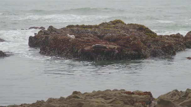 Misty Morning Seals Mira Las Focas Relajándose Las Rocas Mientras — Vídeos de Stock