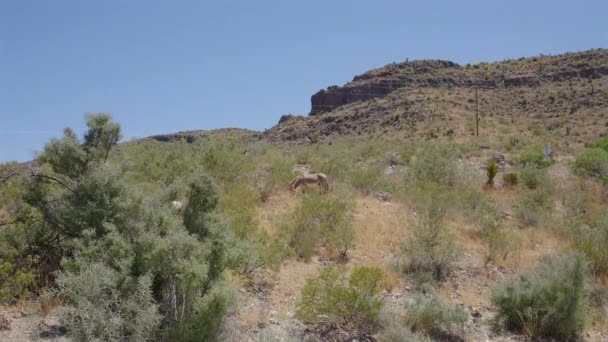 乾いた草の上に平和に輝く孤独なロバを満たし 砂漠の広大さの中でその単純な存在を受け入れる — ストック動画