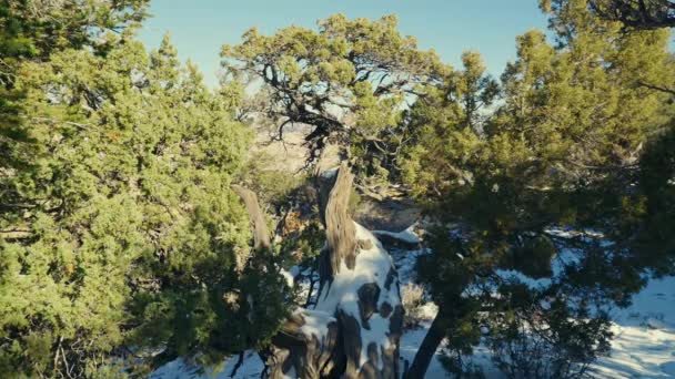 Ліс Дерева — стокове відео