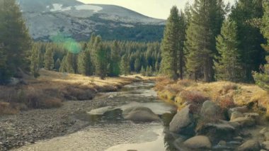 Kış ormanındaki dağ nehri
