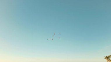 Mavi gökyüzünde uçan kuş sürüsü.