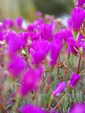 Bahçedeki güzel mor çiçekler