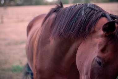 Çayırdaki bir atın yakın çekimi. Sığ alan derinliği.