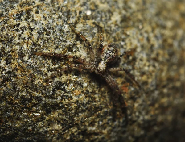 Philodromus Cespitum Species Running Crab Spider Rock Macro Photo — Stock Photo, Image
