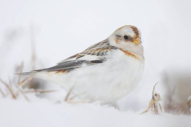 Kar kiraz kuşu (Plectrophenax nivalis) karda oturuyor.