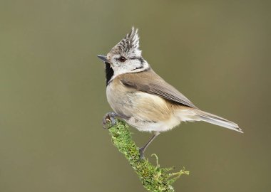 European crested tit (Lophophanes cristatus) sitting on a mossy branch.