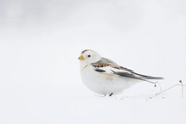 Полювання Сніг Plectrophenax Nyalis Сидить Снігу — стокове фото