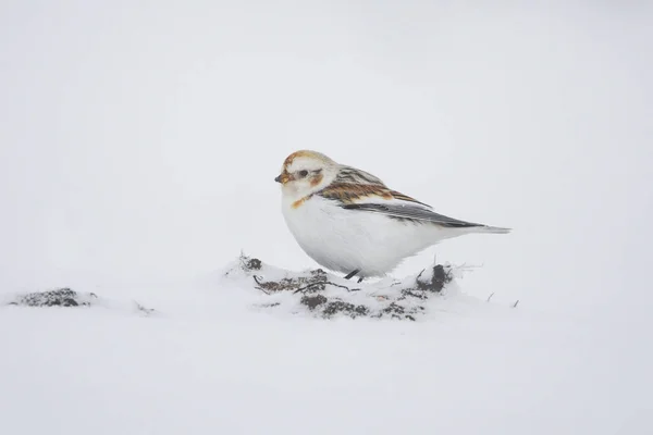 Kar Kiraz Kuşu Plectrophenax Nivalis Karda Oturuyor — Stok fotoğraf