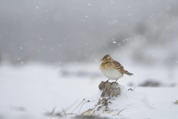 豪雪地帯に立つユーラシア スカイラーク Alauda Arvensis — ストック写真