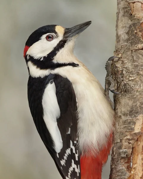 Great Spotted Woodpecker Dendrocopos Major Male Closeup — Stock Photo, Image
