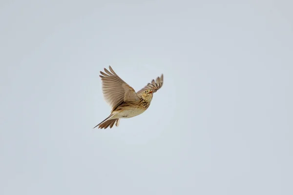 Skylark Eurasiático Alauda Arvensis Voando Cantando Primavera — Fotografia de Stock