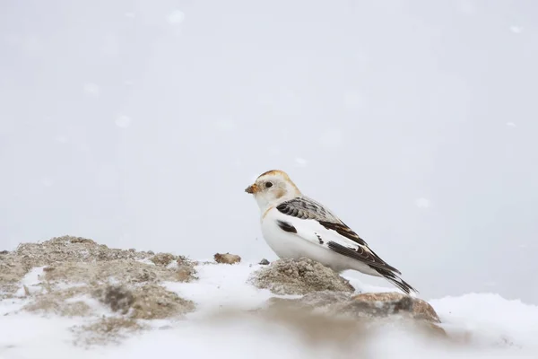雪だるま プレクトロフェナックス ニヴァリス — ストック写真