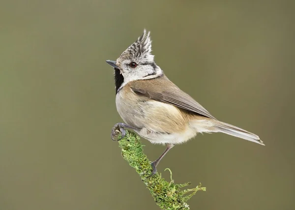 European Crested Tit Lophophanes Cristatus Sitting Mossy Branch — Stock Photo, Image