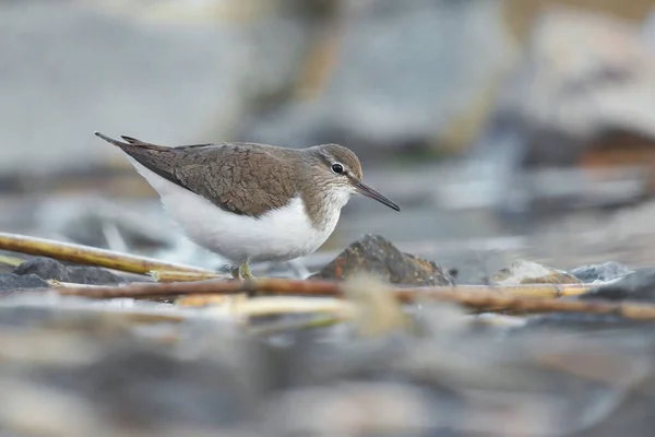 stock image Common sandpiper (Actitis hypoleucos) searching for food in the shore.